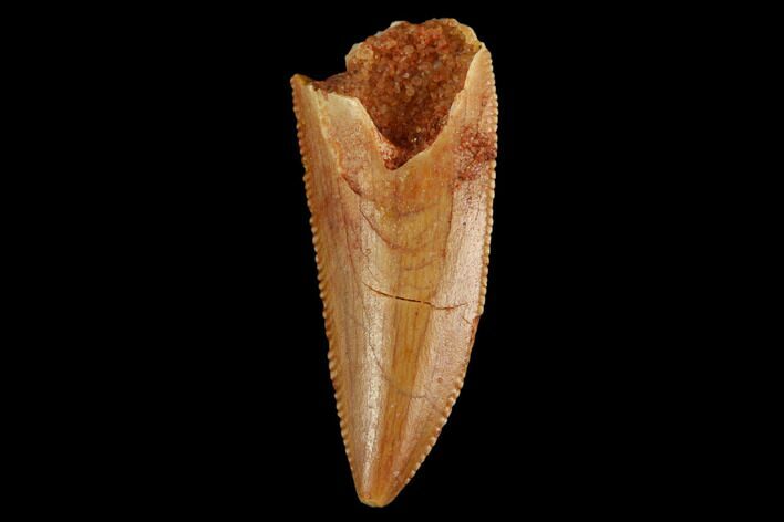 Serrated, Raptor Tooth - Real Dinosaur Tooth #124857